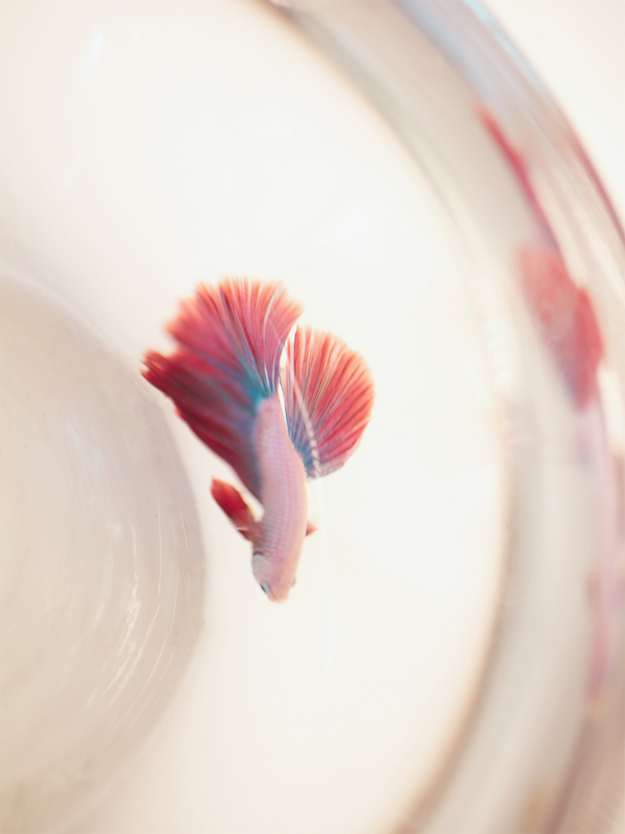 Red leather wallet LePortefeuille Alice - Flame Star focus material photo