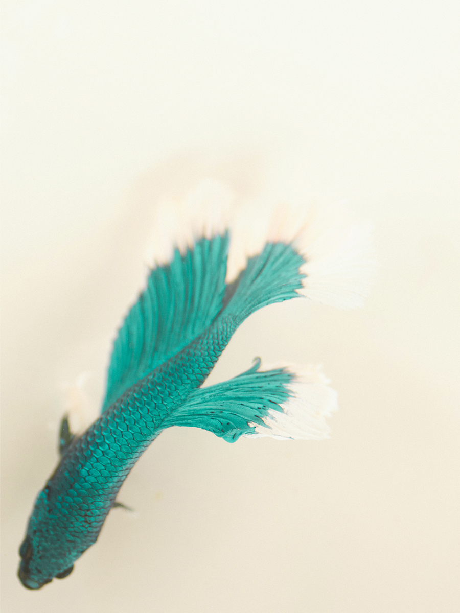 Small blue leather handbag Mademoiselle George XS - Lagoon Star ambient view